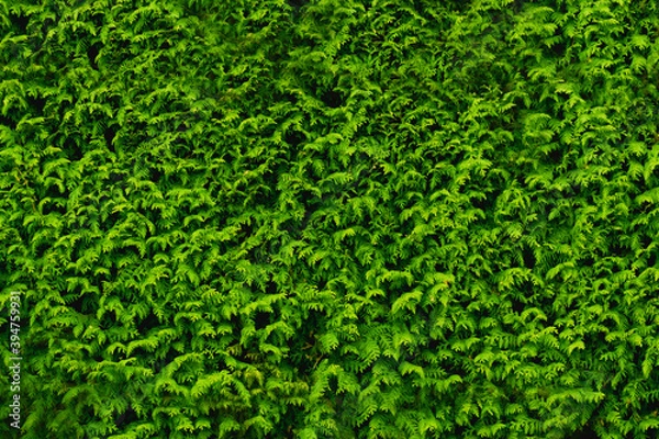 Fototapeta background of green plant shrub