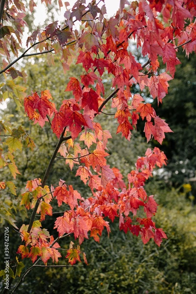 Fototapeta Red maple leaves on branch during Fall