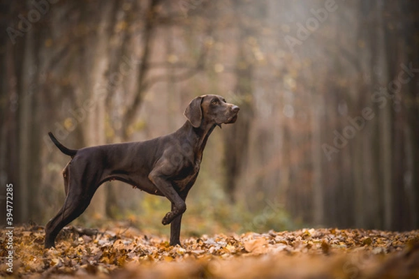 Fototapeta Brown German Shorthaired Pointer 