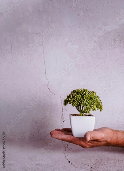 Obraz A hand holding a small tree on a light background