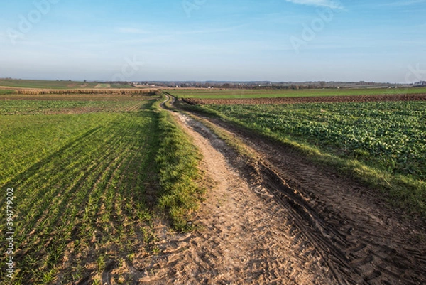 Fototapeta Landscape with visible arable fields in the fall with catch crops as a background