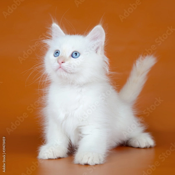 Obraz Siberian kitten on orange background