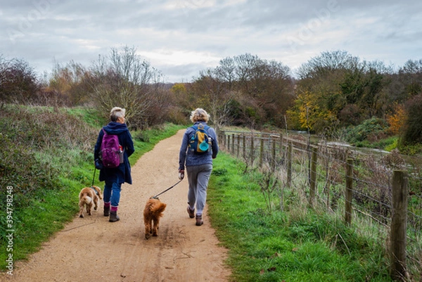 Fototapeta Two active senior ladies walk their dogs along a country path between Chartham and Canterbury in Kent, England.