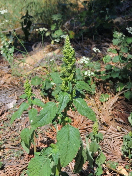 Fototapeta Prostrate Amaranth (Amaranthus deflexus)