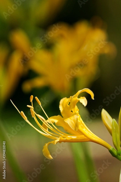 Obraz 黄色い綺麗な花のショウキスイセン