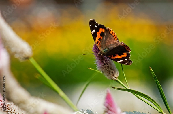 Obraz ノゲイトウで羽を休めるヒメアカタテハ