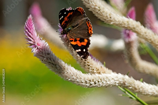 Obraz ノゲイトウで羽を休めるヒメアカタテハ