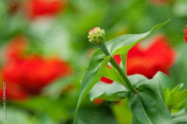 Obraz ジニアのつぼみ