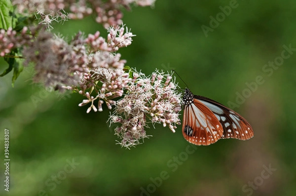 Obraz フジバカマで羽を休めるアサギマダラ