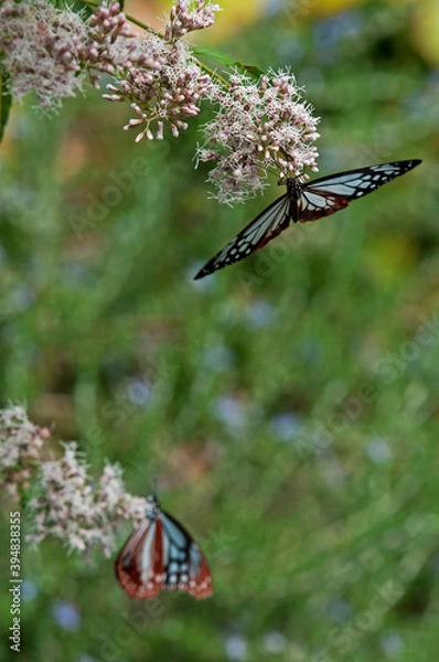 Obraz フジバカマで羽を休めるアサギマダラ