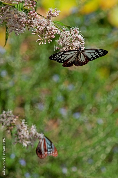 Obraz フジバカマで羽を休めるアサギマダラ