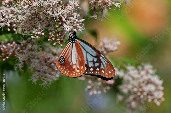 Obraz フジバカマで羽を休めるアサギマダラ