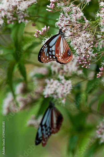 Obraz フジバカマで羽を休めるアサギマダラ