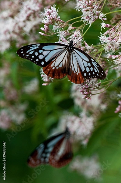 Obraz フジバカマで羽を休めるアサギマダラ