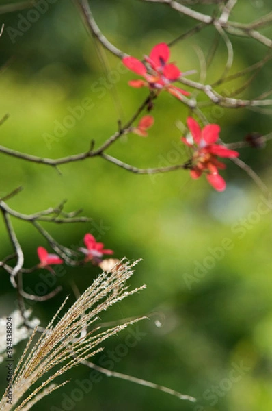 Obraz 秋の七草の一つススキ