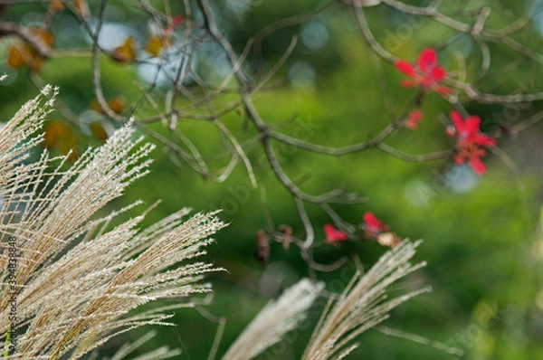 Obraz 秋の七草の一つススキ