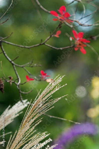 Obraz 秋の七草の一つススキ