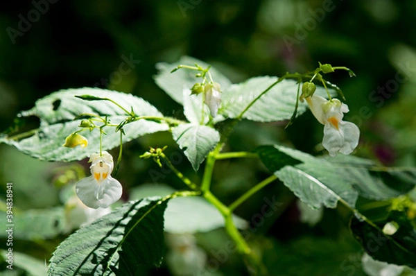 Obraz 横長の花が釣り下がるように多数咲くツリフネソウ