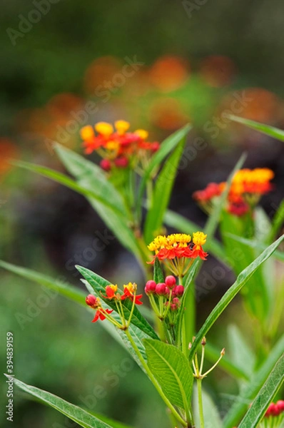 Obraz オレンジ色の鮮やかな花のアスクレピアス