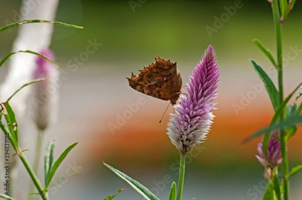 Obraz 花穂がピンク色のノゲイトウ