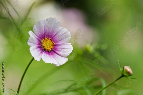 Fototapeta 華やかな縁取りが目を引くコスモスの花	