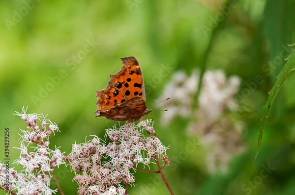 Obraz フジバカマで羽を休めるキタテハ