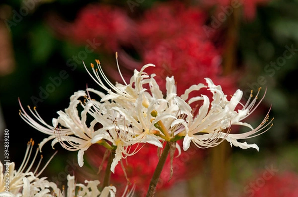 Obraz 秋の田畑に咲く彼岸花