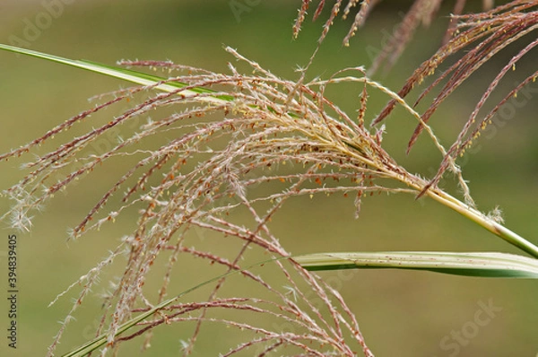 Obraz 秋の七草の一つススキ