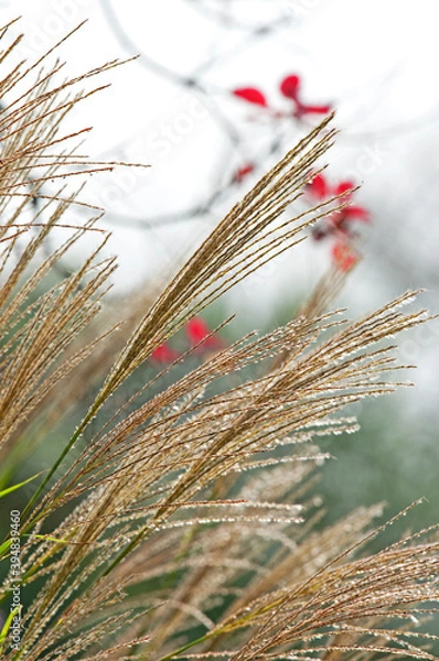 Obraz 秋の七草の一つススキ