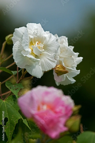 Obraz 夏から秋にかけて大輪の花を咲かせる酔芙蓉の花