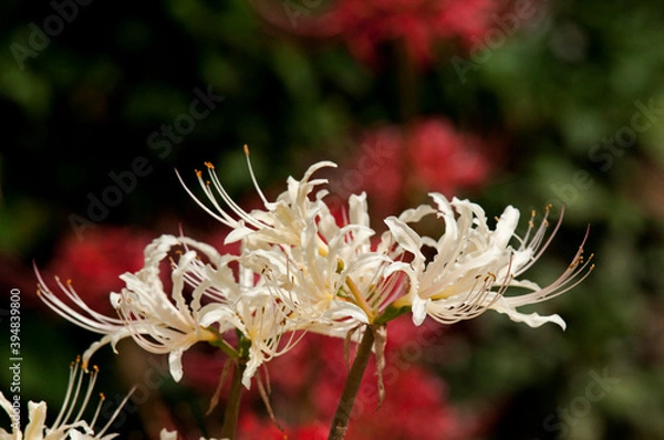 Obraz 秋の田畑に咲く彼岸花
