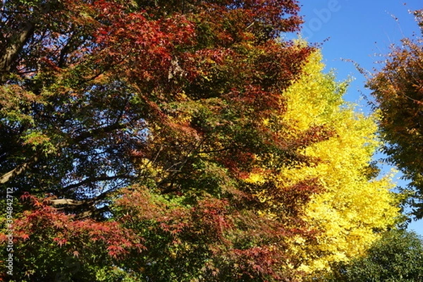 Fototapeta 紅葉する木々