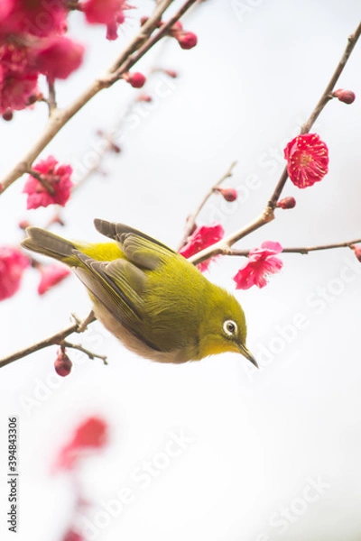 Obraz 飛び立とうとしている紅梅の枝に止まっているメジロ