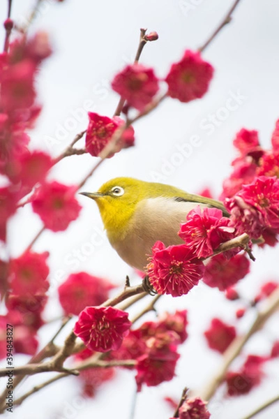 Obraz 満開の紅梅の枝に止まって遠くを見ているメジロ