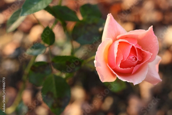 Obraz Pink rose