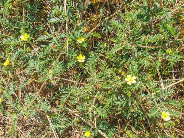Obraz Goat's-head or caltrop plant