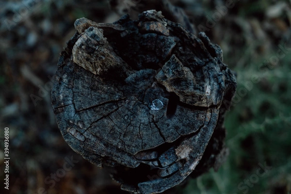 Obraz Log in the woods