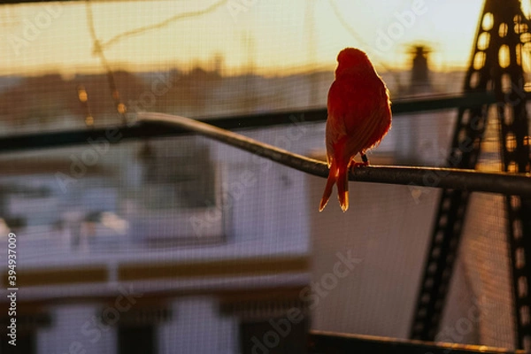 Obraz Red bird looking at the sunset