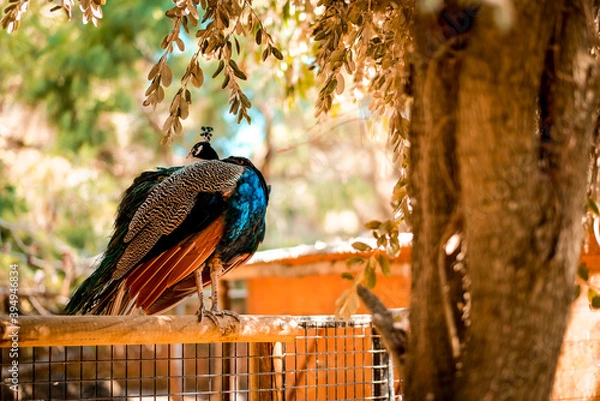 Fototapeta A peacock from its back showing the precious feathers at the Portugal Zoo.