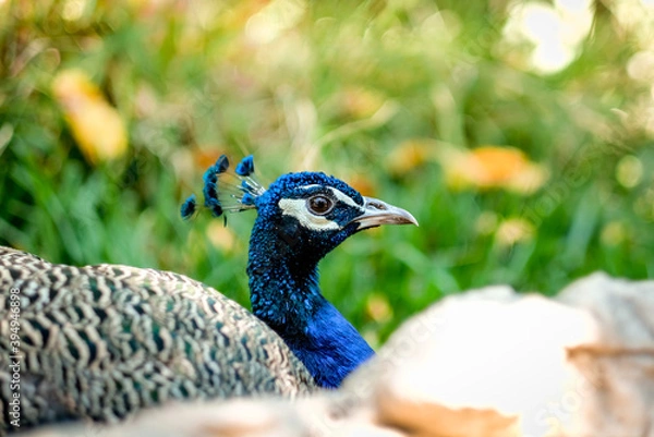 Obraz A beautiful blue peacock at the Portugal Zoo.