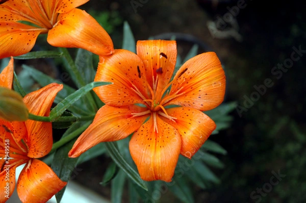 Obraz orange flower