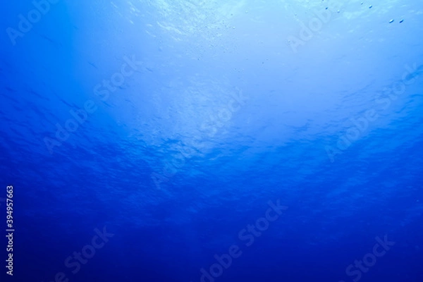 Fototapeta 沖縄、海の中の美しい世界