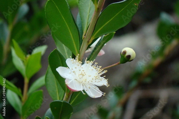 Obraz Myrtle (Myrtus communis)
