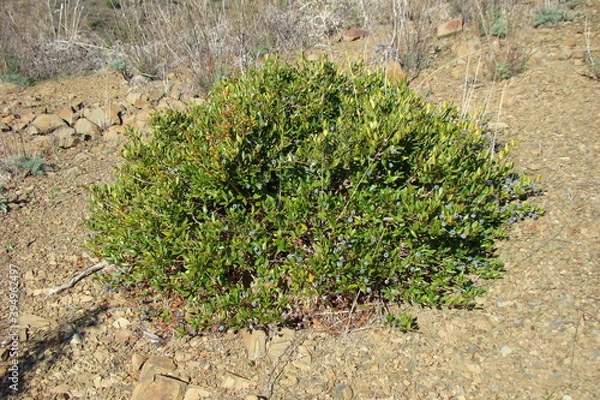 Obraz Myrtle (Myrtus communis)