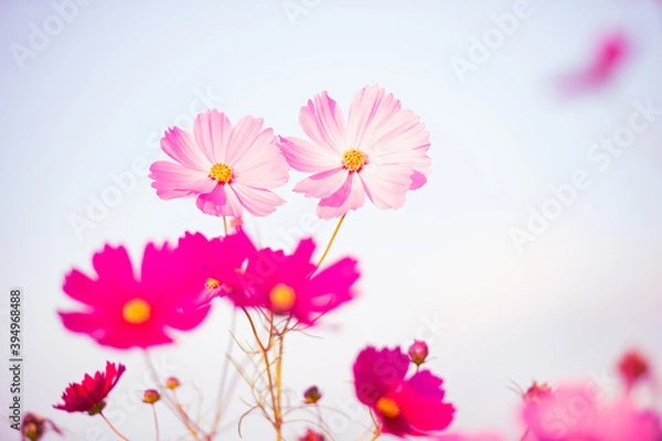 Obraz 秋晴れに美しく咲く秋桜(福岡県）