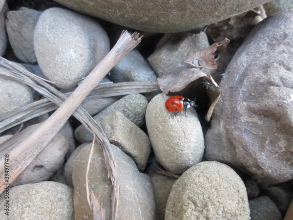 Obraz Ladybird Beetle alone on rocks