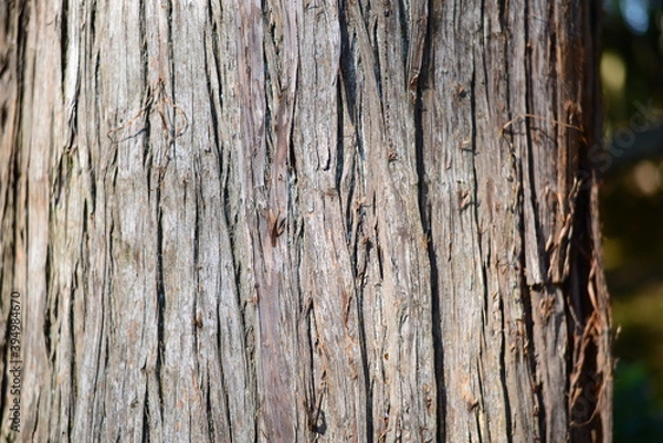 Fototapeta 杉の木　杉　すぎ　杉の木肌