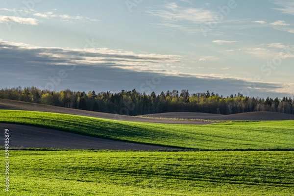 Fototapeta rosnące zborze