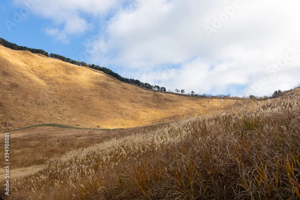 Fototapeta ススキ