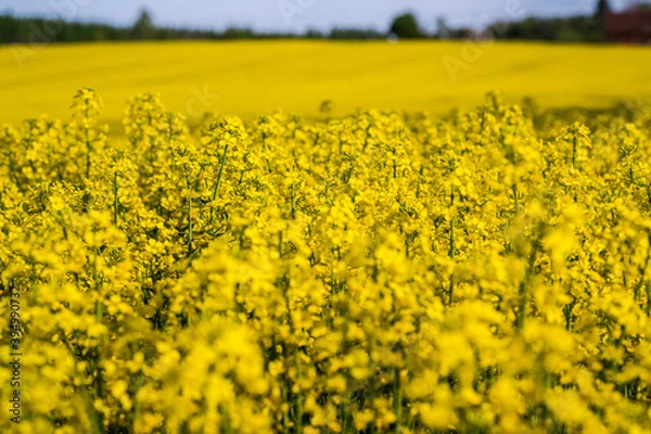 Fototapeta kwiaty rzepaku